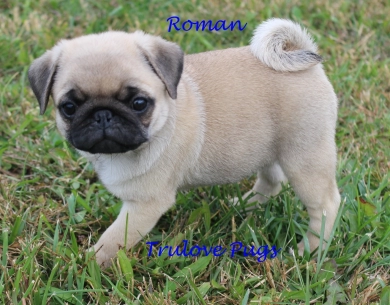 AKC Roman AKC Roman Pug