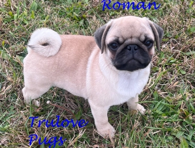 AKC Roman AKC Roman Pug