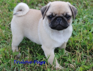AKC Roman AKC Roman Pug