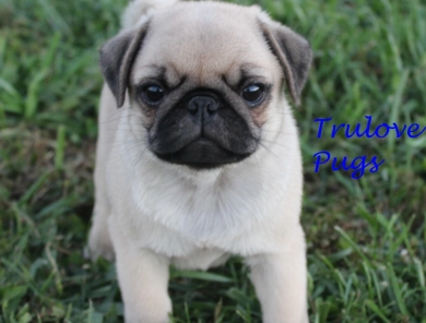 AKC Roman AKC Roman Pug