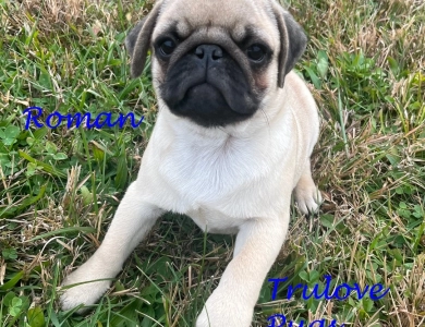 AKC Roman AKC Roman Pug