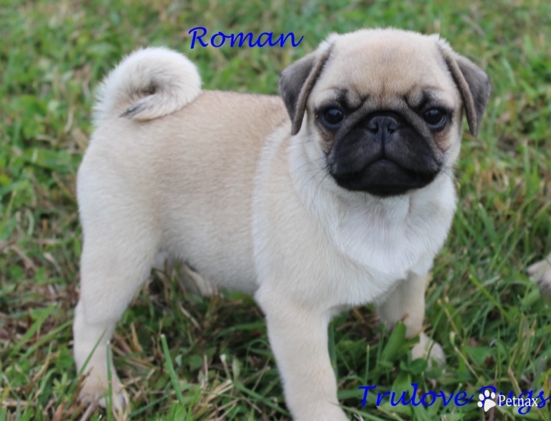 AKC Roman Pug