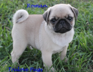 AKC Roman AKC Roman Pug