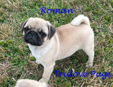 AKC Roman AKC Roman Pug