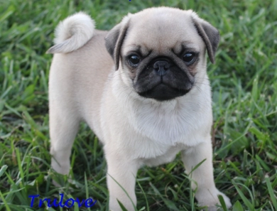 AKC Roman AKC Roman Pug