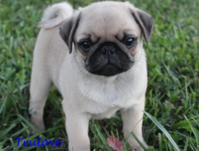 AKC Roman AKC Roman Pug