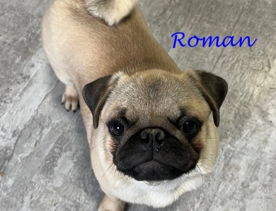 AKC Roman