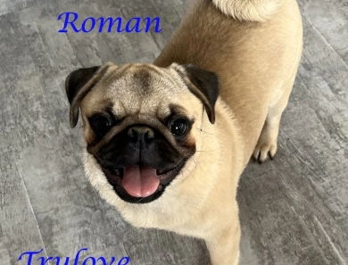 AKC Roman Pug