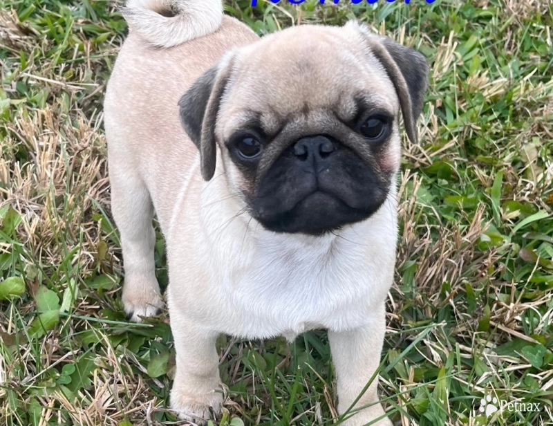 AKC Roman Pug