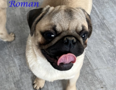 AKC Roman Pug