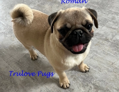 AKC Roman AKC Roman Pug