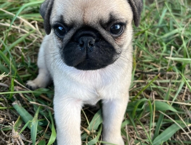 AKC Roman Pug