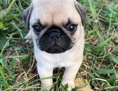 AKC Roman Pug