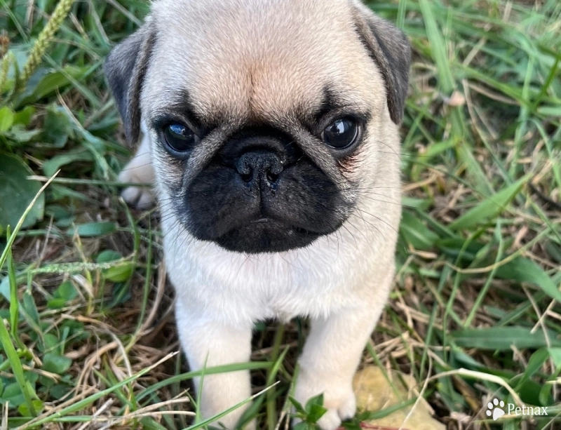 AKC Roman AKC Roman Pug