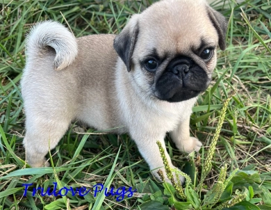 AKC Roman Pug