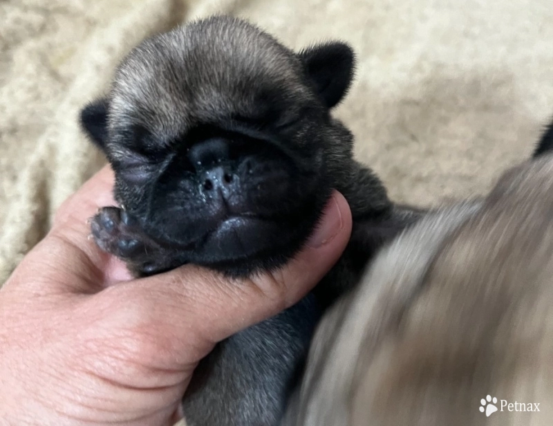 First Male First Male Pug