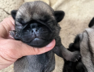 First Male Pug