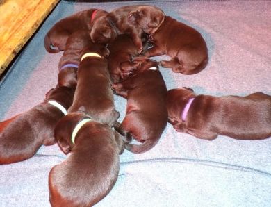 Pepper's puppy