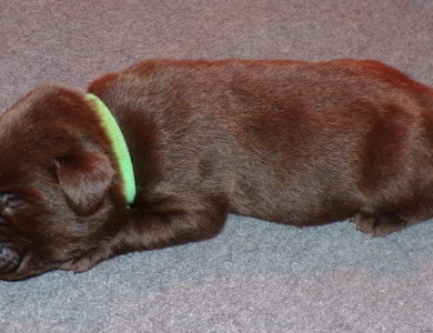 Pepper's puppy