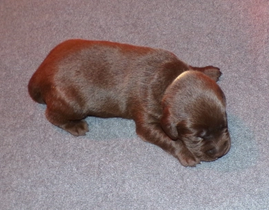 Pepper's puppy