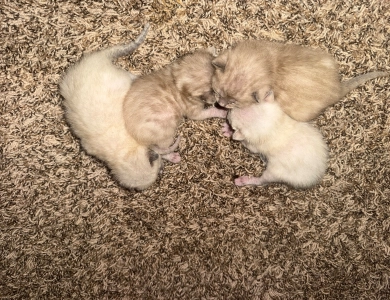 Snipeys Babies  Bengal