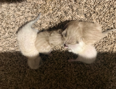 Snipeys Babies  Bengal