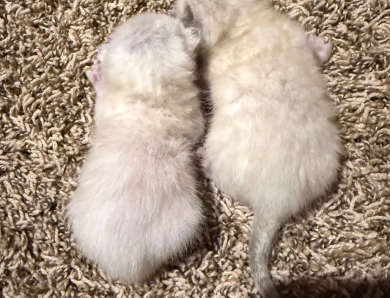Snipeys Babies 