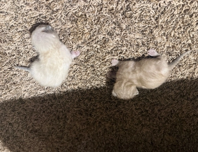 Snipeys Babies  Bengal