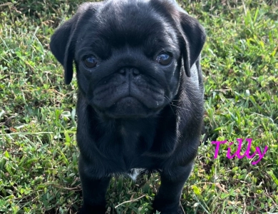Tilly Pug
