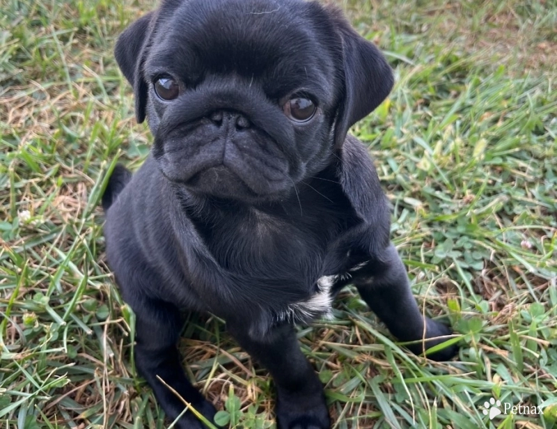 Tilly Tilly Pug