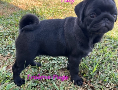 Tilly Pug