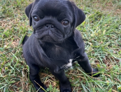 Tilly Pug