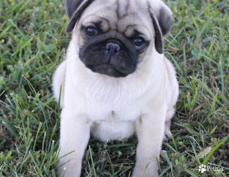 Bree Pug