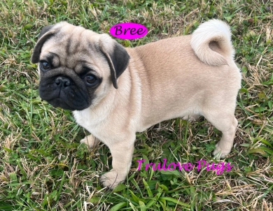 Bree Bree Pug