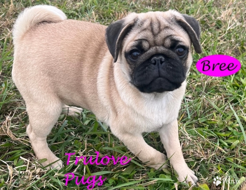Bree Pug