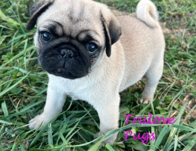 Bree Pug