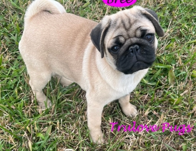 Bree Bree Pug