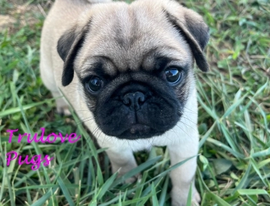 Bree Pug