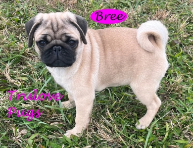 Bree Bree Pug