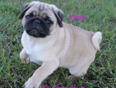 Bree Bree Pug