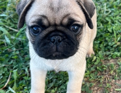 Bree Pug