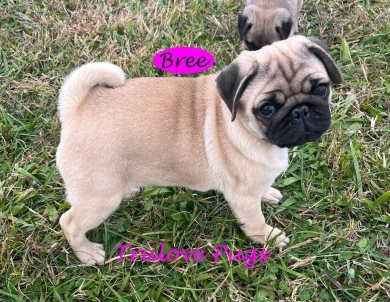 Bree Bree Pug