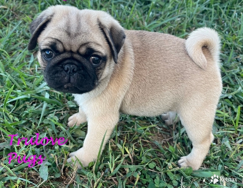 Bree Bree Pug