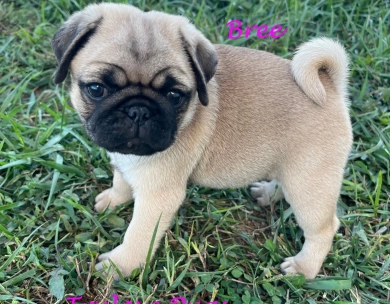 Bree Pug