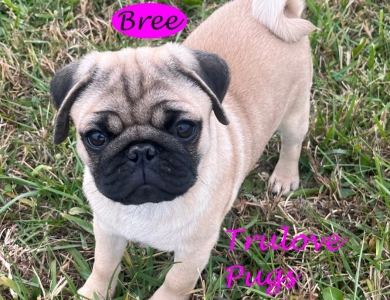 Bree Bree Pug