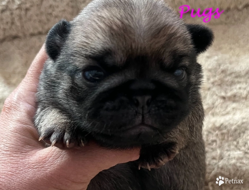 Second Girl Second Girl Pug