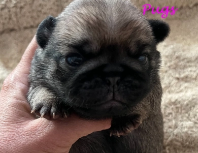 Second Girl Pug