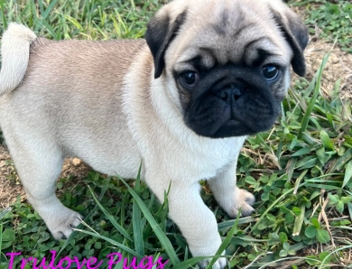 Dorie Pug