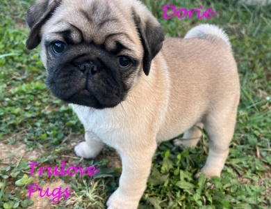 Dorie Pug