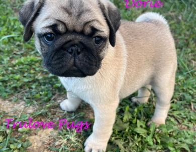 Dorie Pug